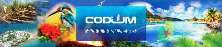 codium