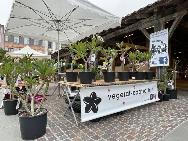 vegetal exotic 