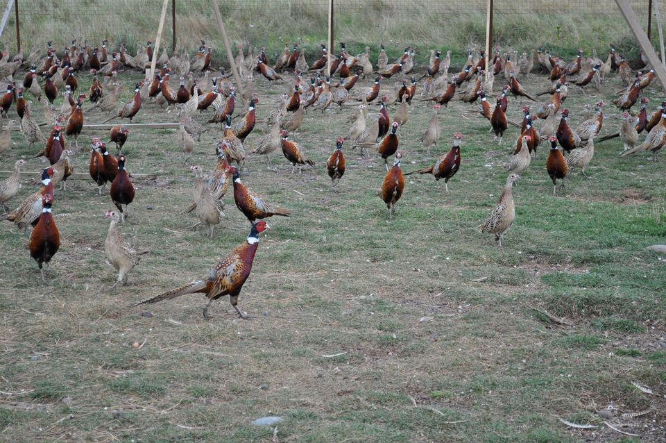 voliere des iles spm