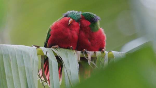 Ura, sauver l’oiseau sacré des Australes outremer.ledoc Lundi 2 décembre à 00.05 sur France 3, sur La1ere.fr et france.tv