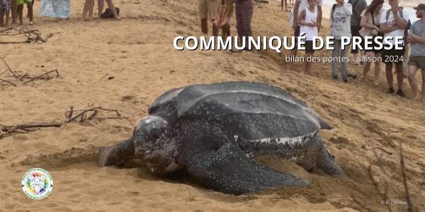 Tortues Luth de Yalimapo:Saison 2024 : un bilan mitigé, qui laisse planer des inquiétudes